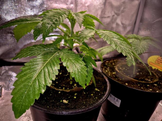 F026 - The Tropical Ice Cream One (USA). Week 3