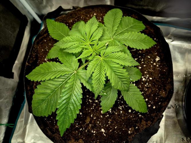 F026 - The Tropical Ice Cream One (USA). Week 3