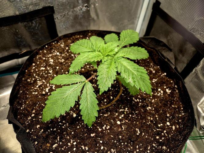 Rainbow Hitter. Week 3