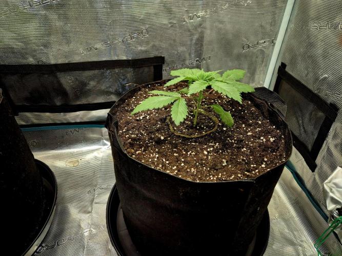 Rainbow Hitter. Week 3
