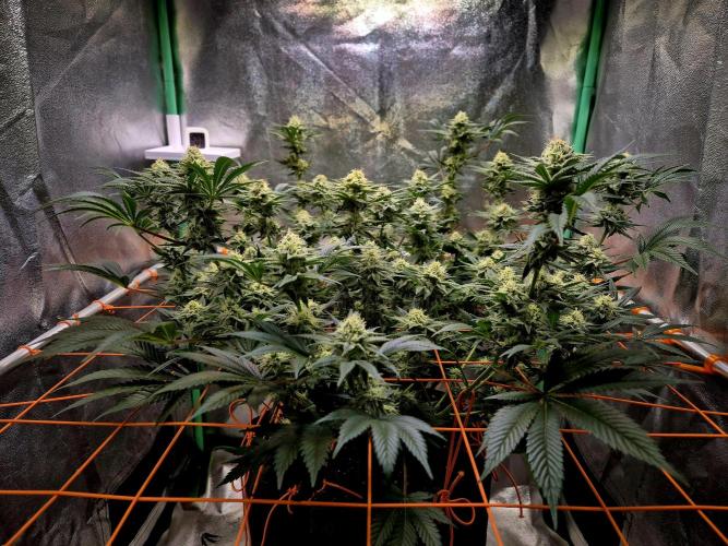 Orange bud main lining. Week 14 - 20.03.
