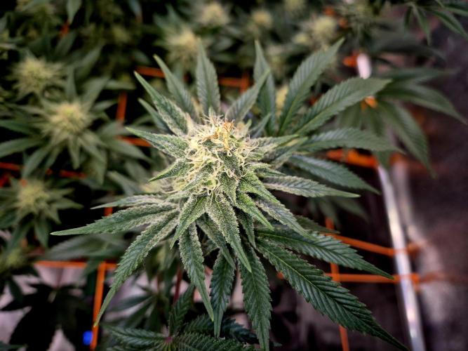Orange bud main lining. Week 14