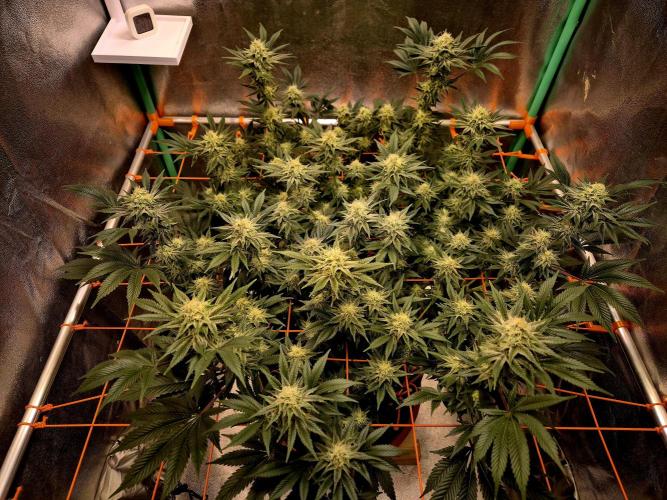 Orange bud main lining. Week 14