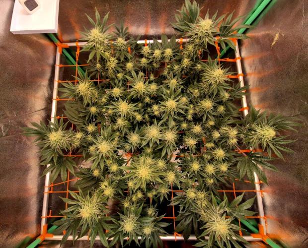 Orange bud main lining. Week 14