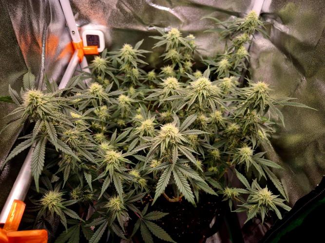 Special Kush (clone) main lining. Week 10 - 20.03.