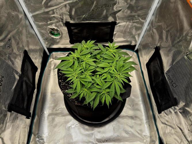 Cream Mandarine main lining. Week 6 - 21.03. Tag 42