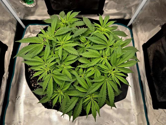 Cream Mandarine main lining. Week 6