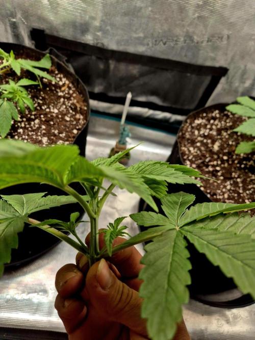 F026 - The Tropical Ice Cream One (USA). Week 3