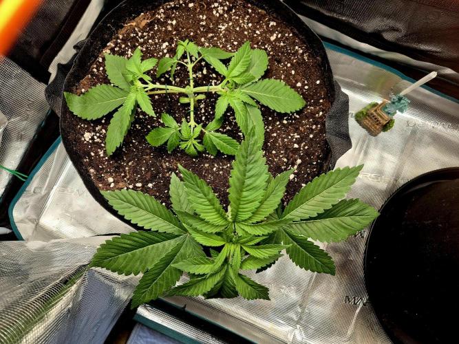 F026 - The Tropical Ice Cream One (USA). Week 3