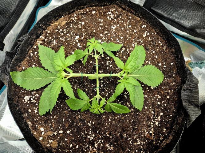 F026 - The Tropical Ice Cream One (USA). Week 3