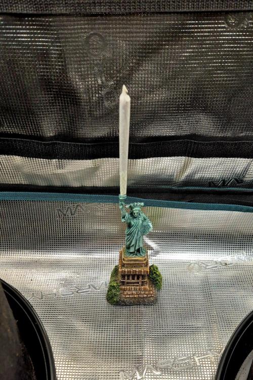 F026 - The Tropical Ice Cream One (USA). Week 3