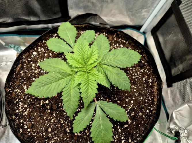 Rainbow Hitter. Week 3 - 21.03.