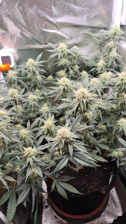 Special Kush (clone) main lining