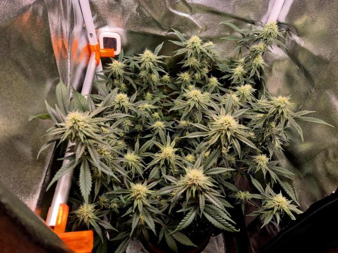 Special Kush (clone) main lining. Week 11