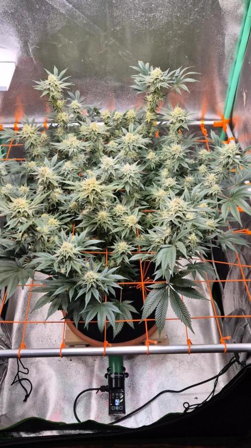 Orange bud main lining