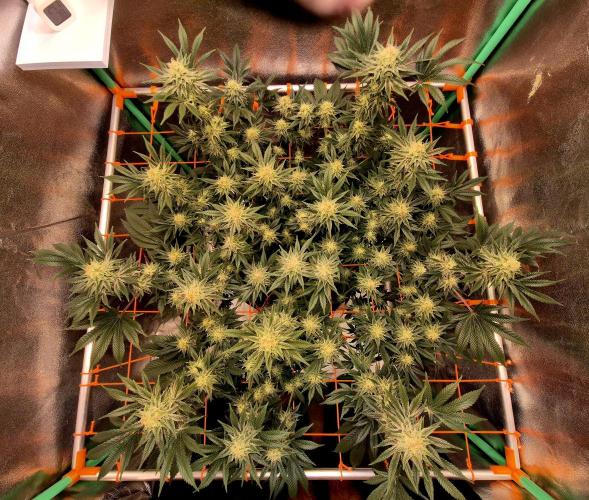Orange bud main lining. Week 15