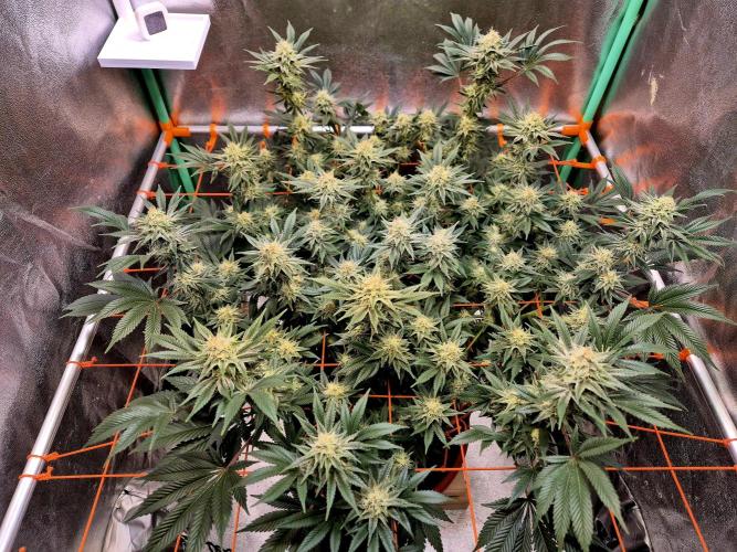 Orange bud main lining. Week 15