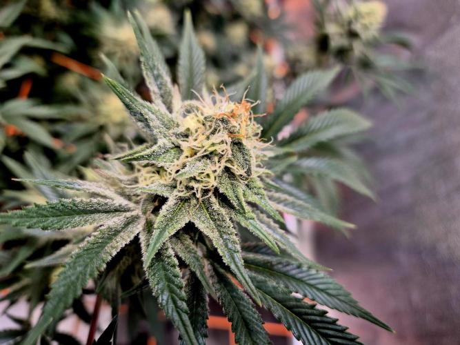 Orange bud main lining. Week 15