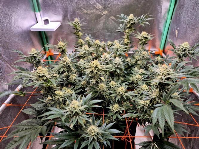 Orange bud main lining. Week 15