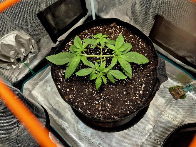 F026 - The Tropical Ice Cream One (USA). Week 4 - Tag 22