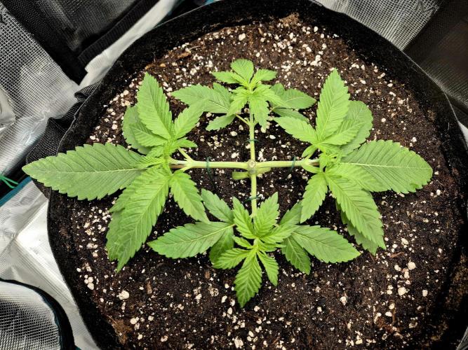 F026 - The Tropical Ice Cream One (USA). Week 4