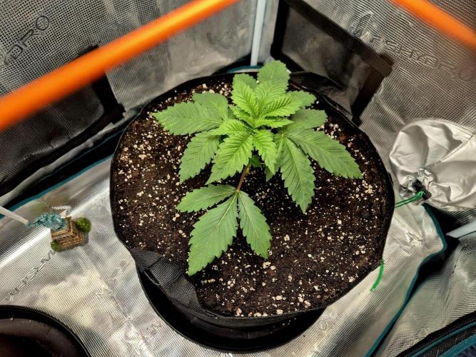 Rainbow Hitter. Week 4 - Tag 22