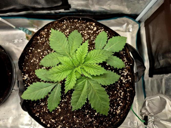 Rainbow Hitter. Week 4 - 23