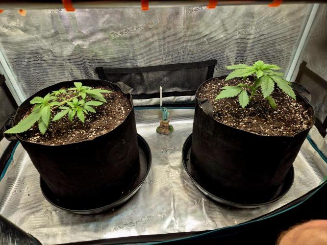Rainbow Hitter. Week 4