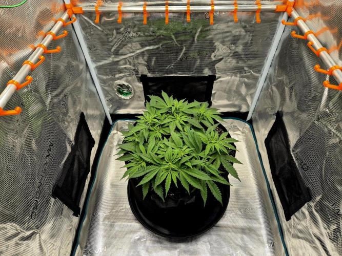 Cream Mandarine main lining. Week 7