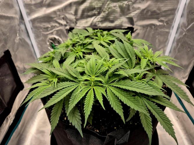 Cream Mandarine main lining. Week 7