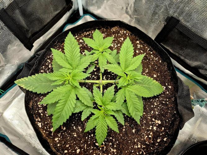 F026 - The Tropical Ice Cream One (USA). Week 4 - 24.03.