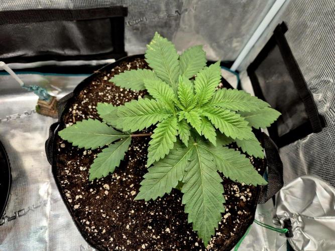 Rainbow Hitter. Week 4 - 24