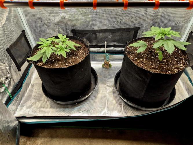 Rainbow Hitter. Week 4