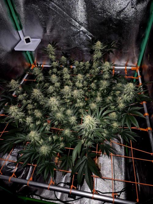 Orange bud main lining. Week 15