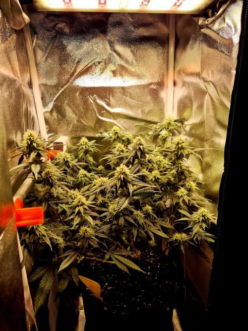 Special Kush (clone) main lining. Week 11 - 24.03.