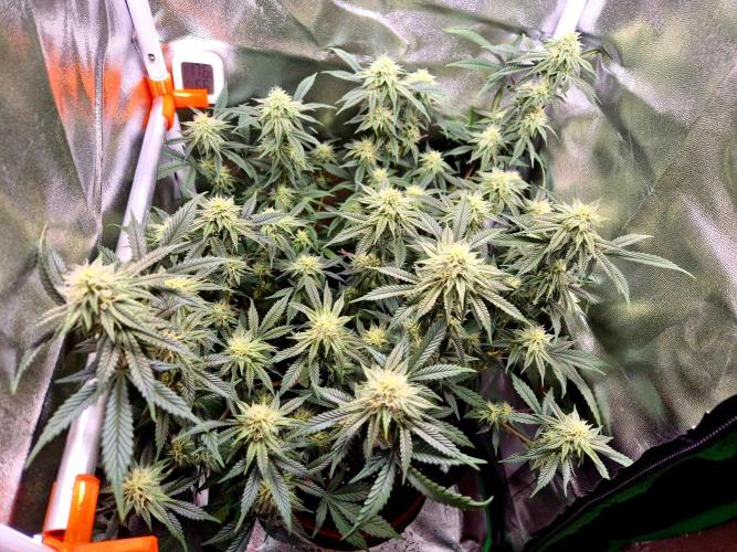 Special Kush (clone) main lining. Week 11