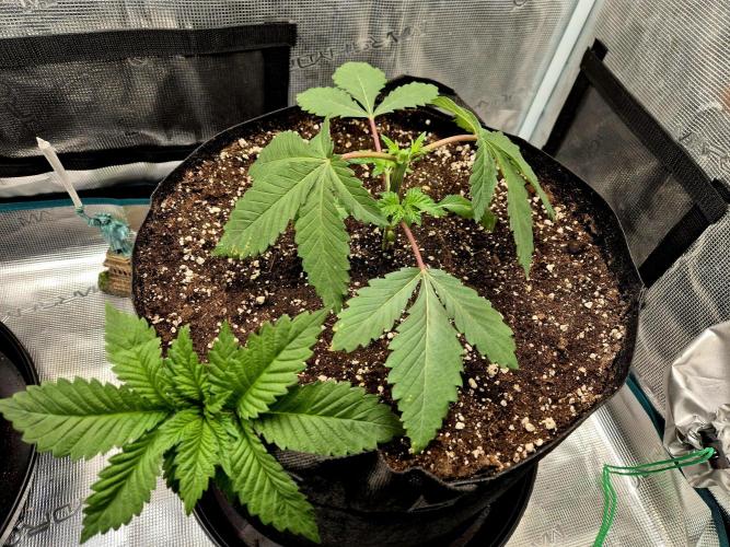 Rainbow Hitter. Week 4