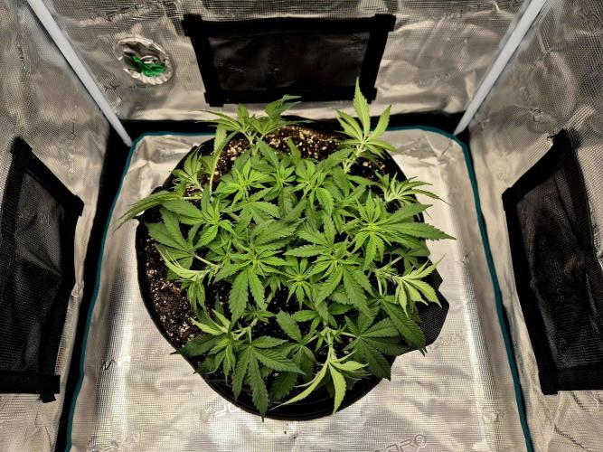 Cream Mandarine main lining. Week 7 - Training Session