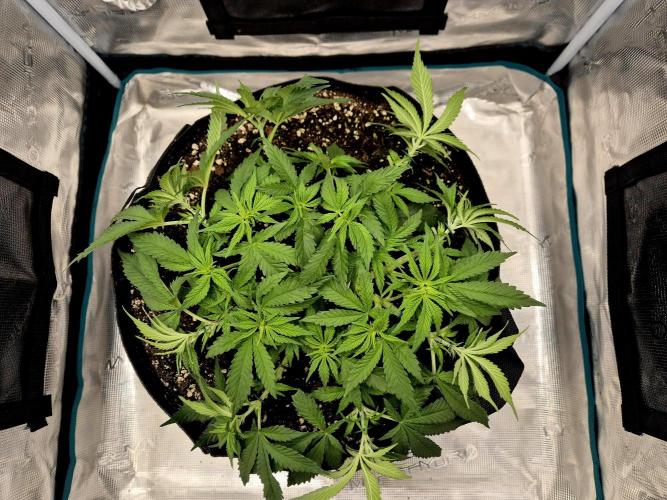 Cream Mandarine main lining. Week 7