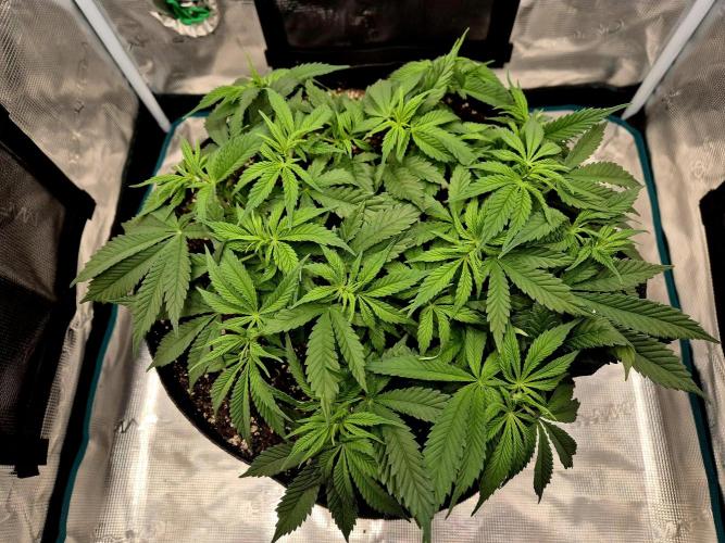 Cream Mandarine main lining. Week 7