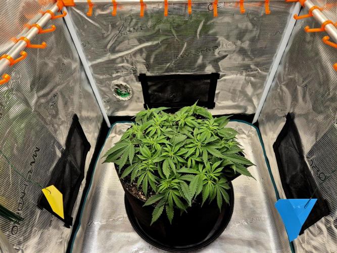 Cream Mandarine main lining. Week 7 - 24.03.