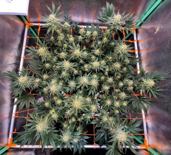 Orange bud main lining. Week 15