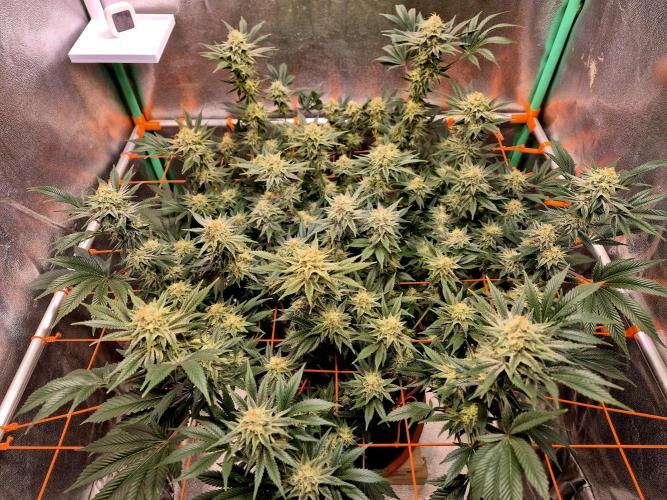 Orange bud main lining. Week 15