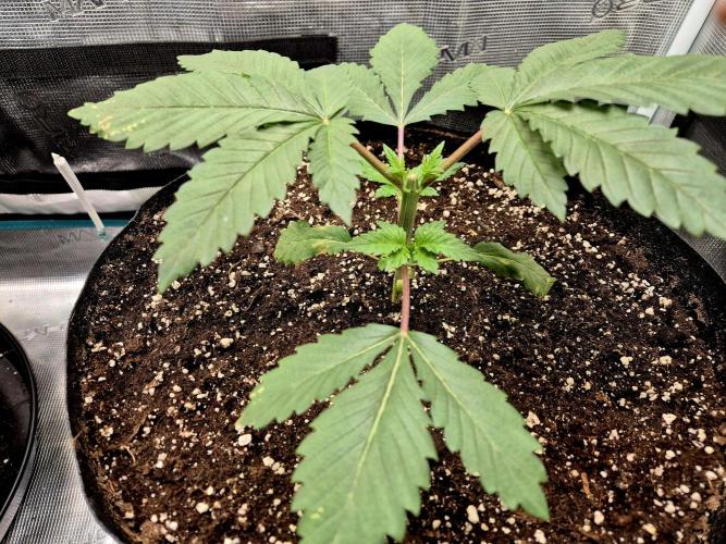 Rainbow Hitter. Week 4