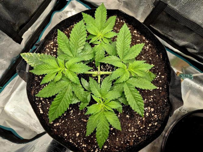 F026 - The Tropical Ice Cream One (USA). Week 4 - 26