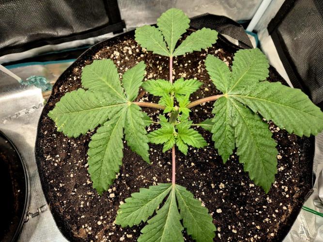 Rainbow Hitter. Week 4
