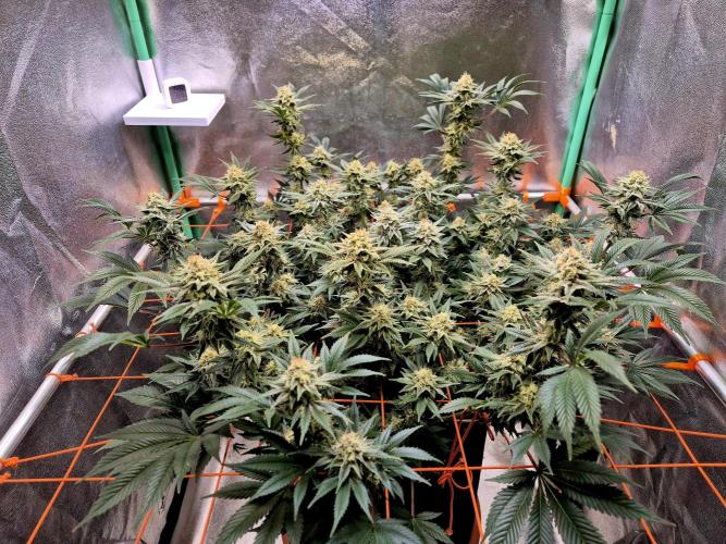 Orange bud main lining. Week 15 - 26.03.