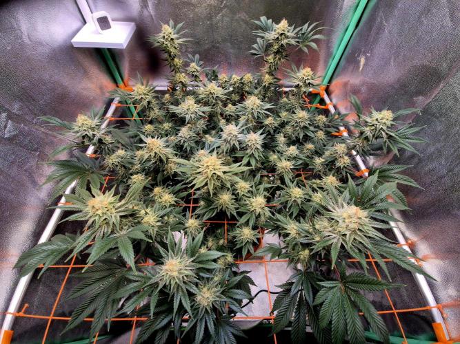 Orange bud main lining. Week 15