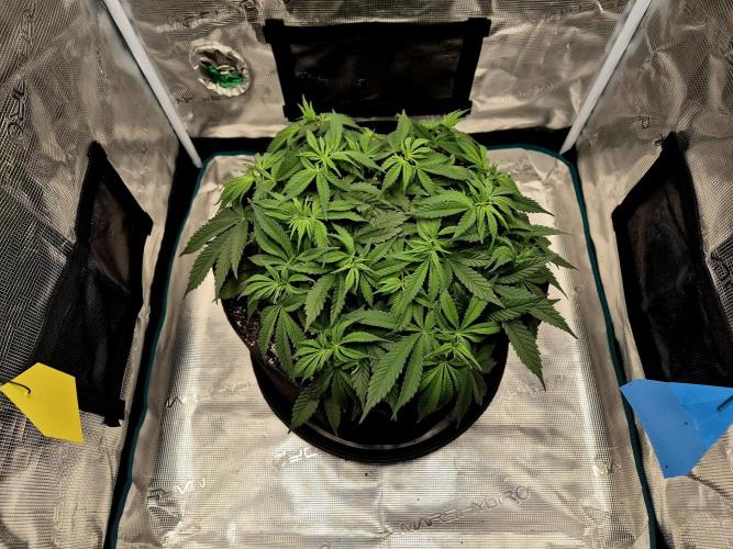 Cream Mandarine main lining. Week 7 - 26.03.