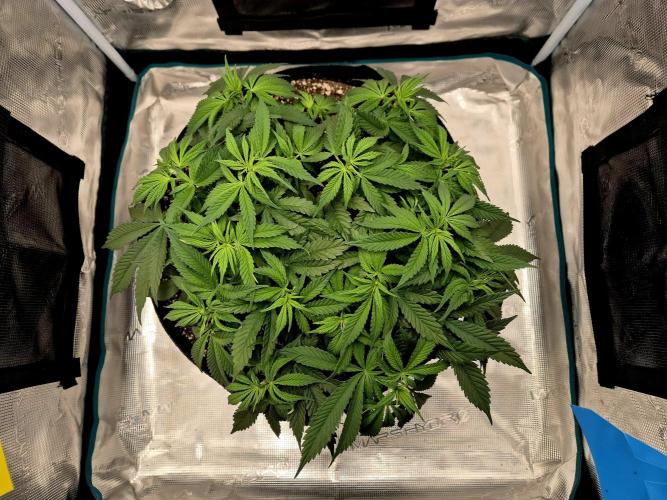 Cream Mandarine main lining. Week 7